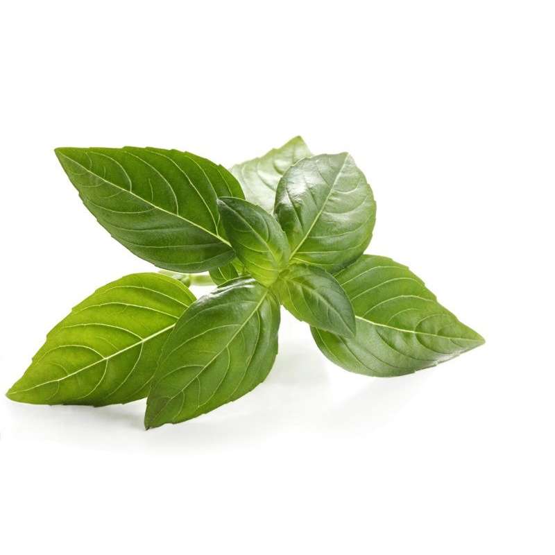 Albahaca